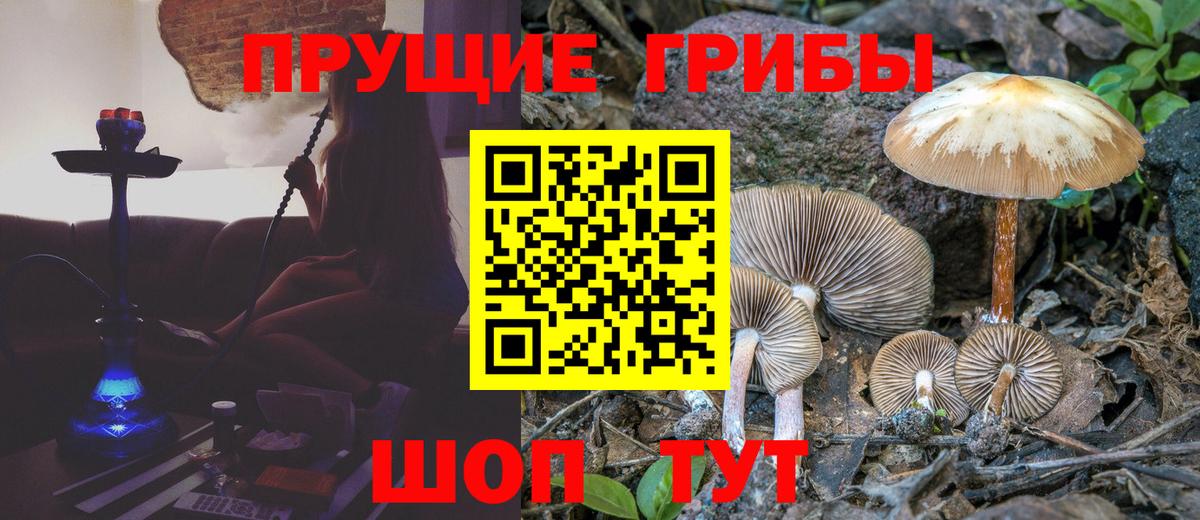 Псилоцибиновые грибы Psilocybe Гудермес
